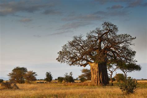 A Complete Guide To African Savanna Plants Savanna Plants Baobab