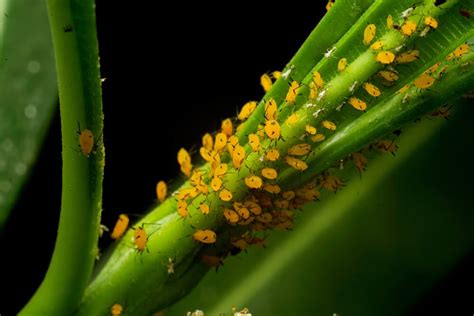 Proven Ways To Get Rid Of Aphids On Milkweed The Gardening Dad
