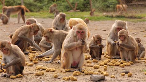 The Social Lives Of Monkeys Might Aid Autism Research Mental Floss