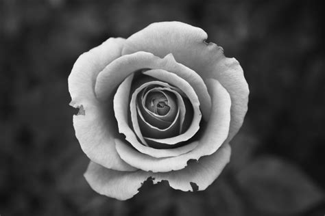 Free Images Blossom Black And White Flower Petal Bloom Love