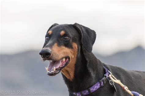 For a list of doberman breeders (as listed in the current dpca breeder's directory) by state please click accept below: Layla - Desert Harbor Doberman Rescue