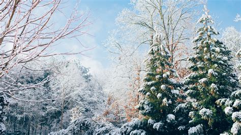Wallpaper Forest Snow Winter Branch Green Frost Spruce Fir