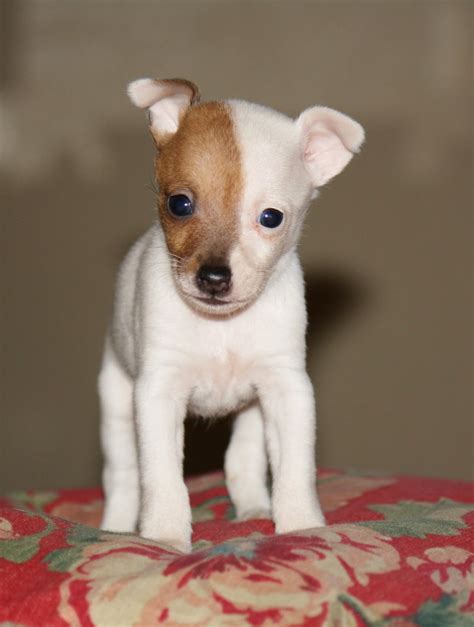 Look at pictures of fox terrier (toy) puppies who need a home. Providence Puppies: NEW Pictures~Toy Fox Terrier puppies