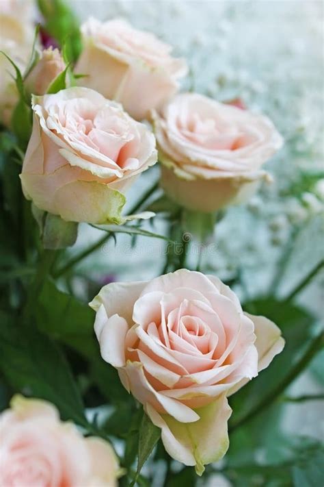 Pale Pink Roses Stock Image Image Of Plant Pink Flowers 35348623