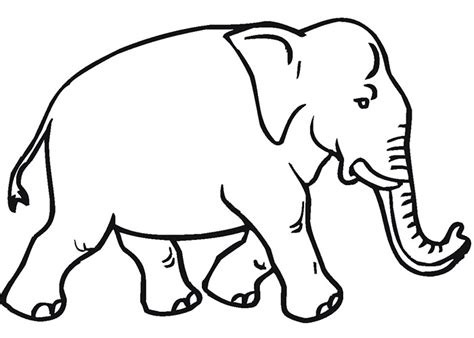 Elephant Outline Drawing At Getdrawings Free Download