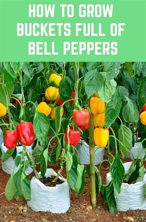 How To Grow Buckets Full Of Bell Peppers Health Benefits And Recipes