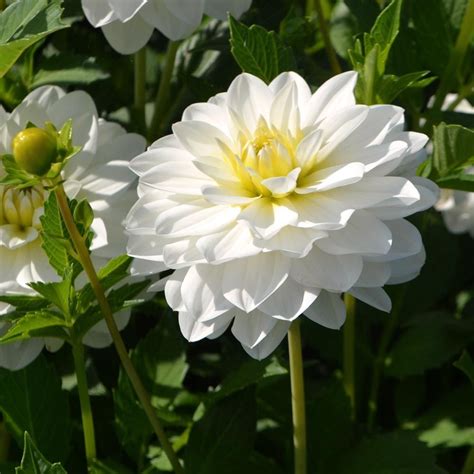 Dahlia 'White Onesta' | White Flower Farm