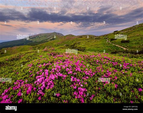 Pink Rose Rhododendron Flowers On Summer Mountain Slope Stock Photo Alamy