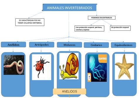 Animales Invertebrados Organizador Grafico Pdf