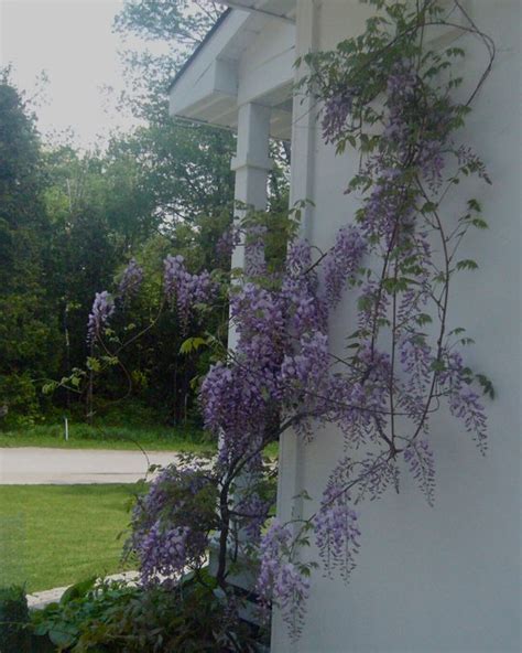 17 Best Images About Wisteria On Pinterest Gardens 16th Century And