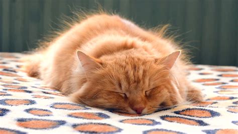 Domestic Ginger Cat Sleeping Stock Footage Video 100 Royalty Free