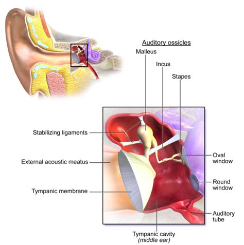 solamente Perforación Verter anatomia del conducto auditivo externo cómo jefe brumoso