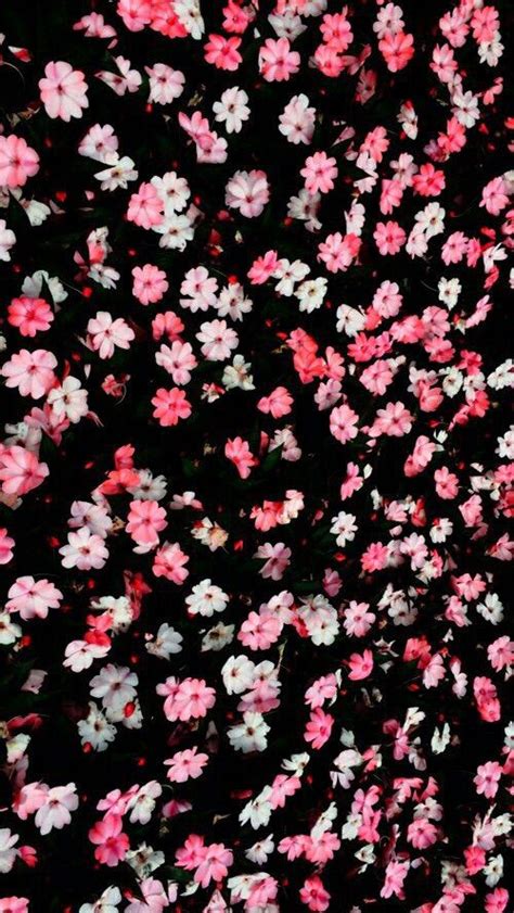 Black Pink Blush Mini Ditsy Floral Flowers Iphone Phone Wallpaper Lock