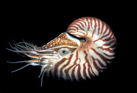 Phylum Mollusca Identificación