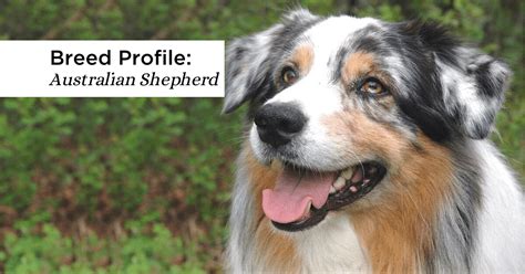 Could The Australian Shepherd Be The Perfect Match For You