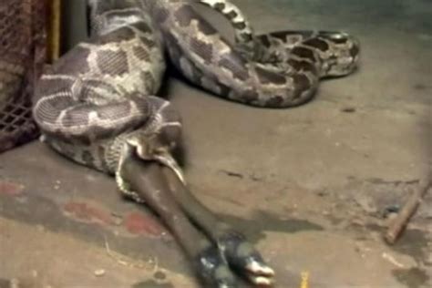 Anaconda Eating Human Caqwereward