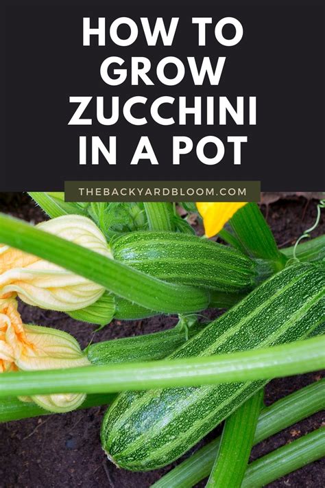 How To Grow Zucchini In A Pot The Backyard Bloom
