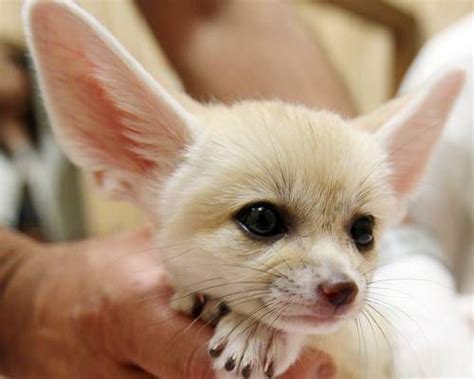 Fennec Foxes 10 Of The Cutest Endangered Species Mnn