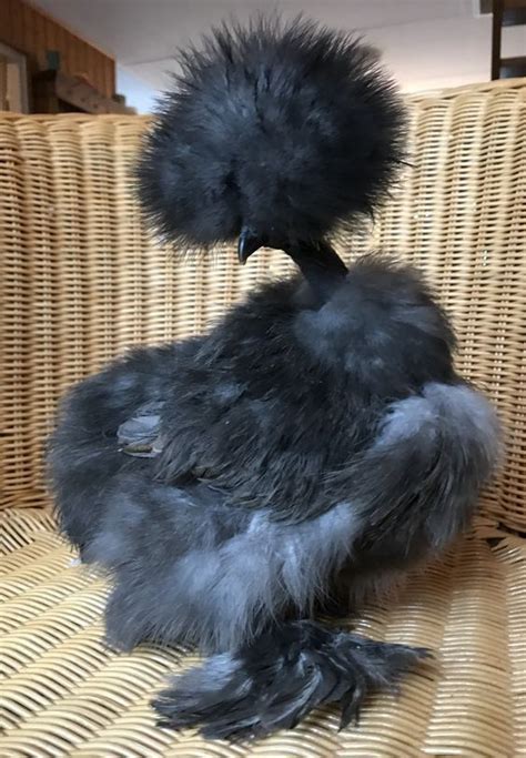 Pin By Kurdistan Median Empire On Nature Silkie Chickens Beautiful Chickens Fancy Chickens