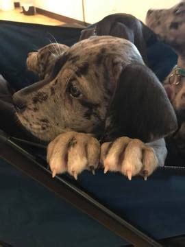 We urge our members and breeders to accept the standard of the breed as approved by the american kennel club (akc) and encourage the study of the. Great Dane puppy for sale in FORT LUPTON, CO. ADN-30529 on PuppyFinder.com Gender: Female. Age ...