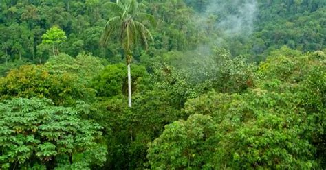 Chocó Rainforest Travel Ecuador Experience South America