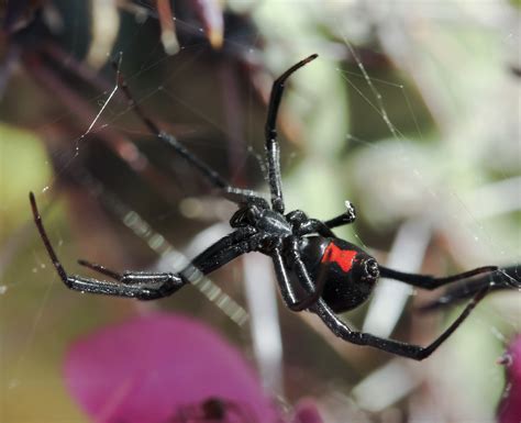How To Stay Safe Against Colorados Black Widow Spiders Pest Control
