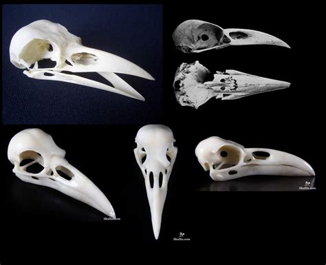 Raven Skull Crow Skull Bird Skull Flower Skull Animal Skeletons