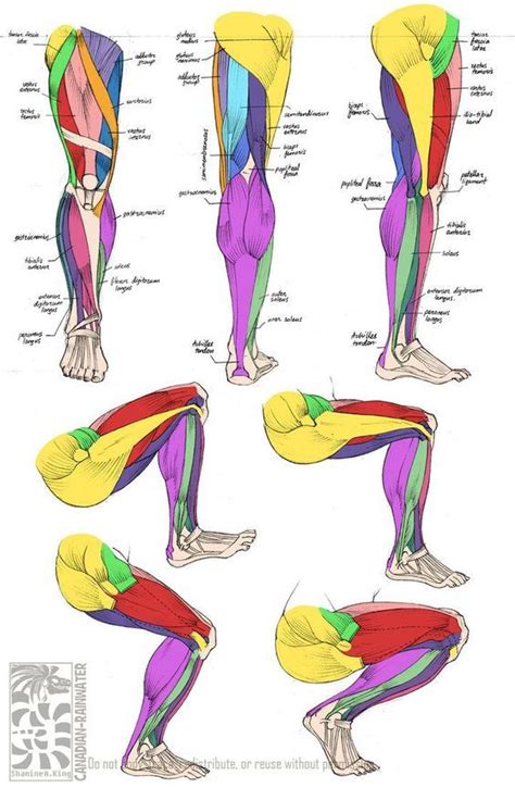 Estrutura Muscular De Pernas Anatomia Da Perna Tutorial De Anatomia
