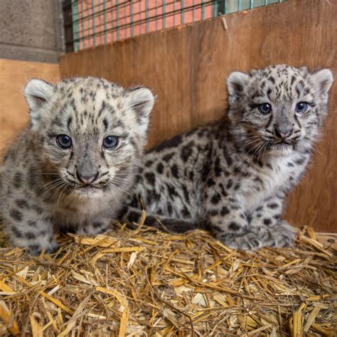 Name Our Two Snow Leopard Cubs The Big Cat Sanctuary