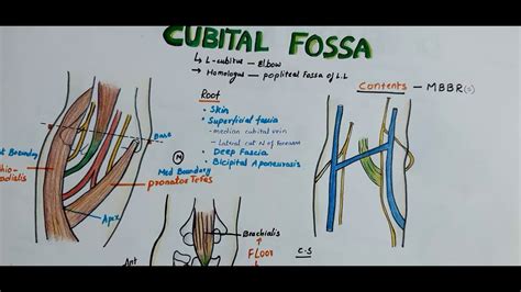 Cubital Fossa Boundaries Contents Clinical Importance Easy
