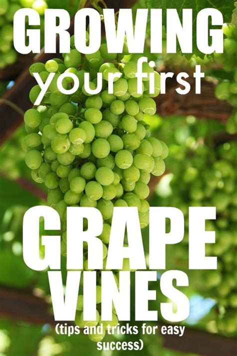 How To Grow Grapes In Your Backyard The Backyard Gallery