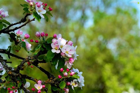 This pretty ornamental tree can be a great pollinator for your eating apple trees and can help increase the yields of your fruit trees! Twigs, Fruit Tree, Flowers, Buds, Pink, apple-tree - For ...