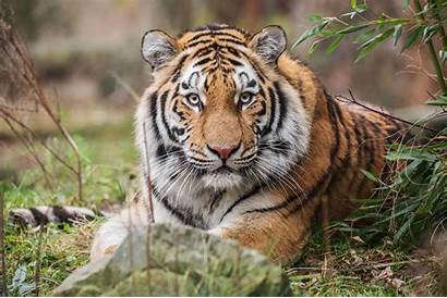 Tiger Siberian Wild Predator Animal