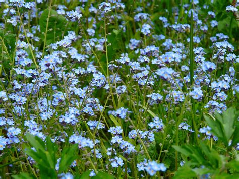 Free Images Nature Blossom Field Meadow Bloom Herb Produce