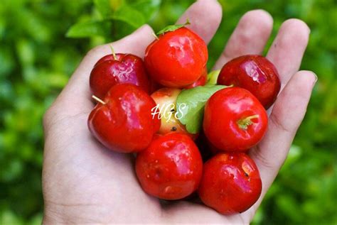 Bibit Tanaman Tomat Buah Daftar Harga Terkini Dan Terlengkap Indonesia