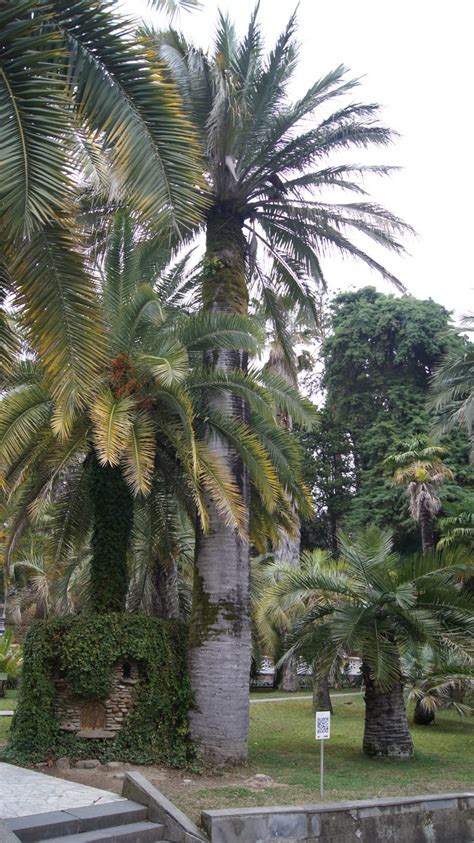 Huge Palm Tree Sochi