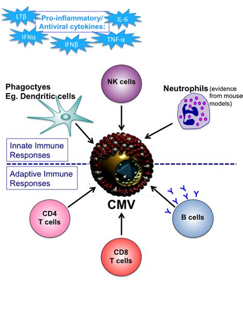 Human Cytomegalovirus Hcmv British Society For Immunology