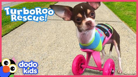 We did not find results for: Little Dog With No Front Legs Gets The Tiniest Set of Wheels | Animal Videos For Kids | Dodo ...
