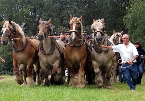 16 Belgian Draft Horses Horses