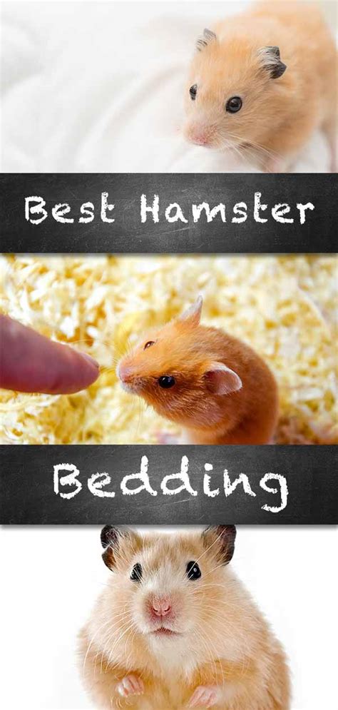 Best Type Of Bedding For Dwarf Hamster Bedding Design Ideas