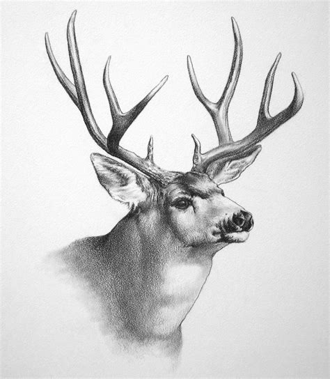 Buck Deer Drawing At Explore Collection Of Buck