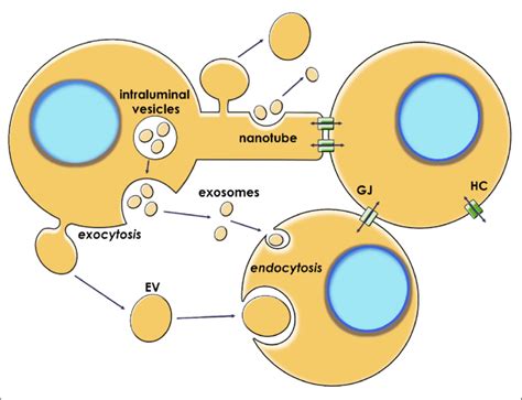 The Mechanisms Of Intercellular Communication Via Mirna Mirna Can Be