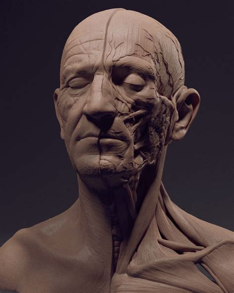 http://www.zbrushcentral.com/showthread.php?188157-Some-Anatomy-Studies ...