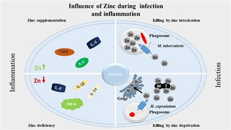 Nutrients Free Full Text Zinc In Infection And Inflammation