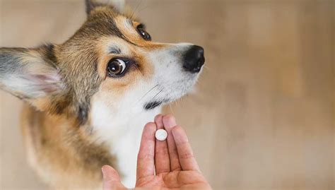 15 Safe Human Medications For Dogs Top Dog Tips