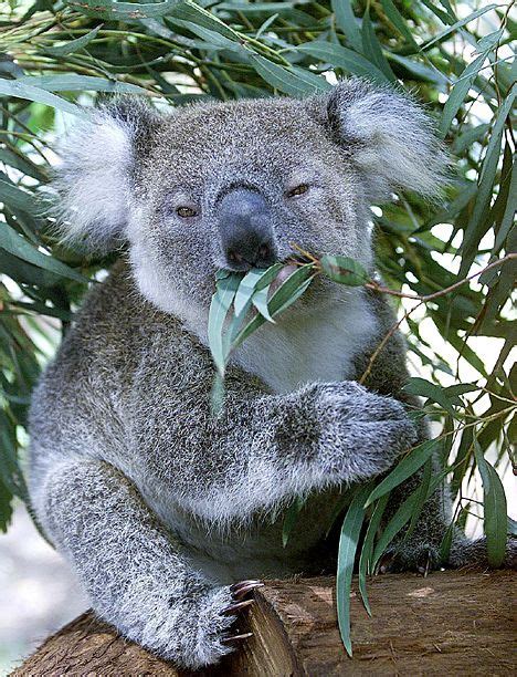 Koala Eating Eucalyptus Koala Animals Cuddly Animals