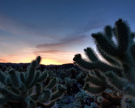 Cholla Cactus Sunset Joshua Tree Np Called The Teddybear Flickr