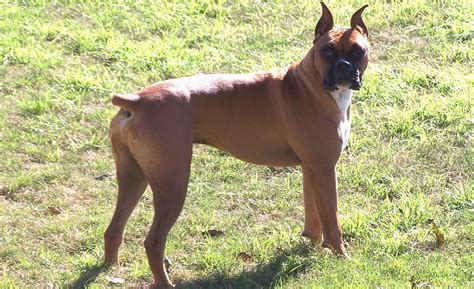 39 Boxer Dog With A Tail Pic Bleumoonproductions