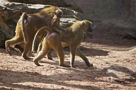 Some Clues About Why Male Guinea Baboons Fondle Each Others Genitals