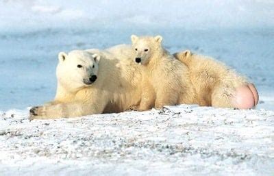 Ⓘ un ou plusieurs fils de discussions du forum correspondent exactement au terme que vous recherchez. Polar Bear Animal Totem Symbolism & Meanings | Sun Signs